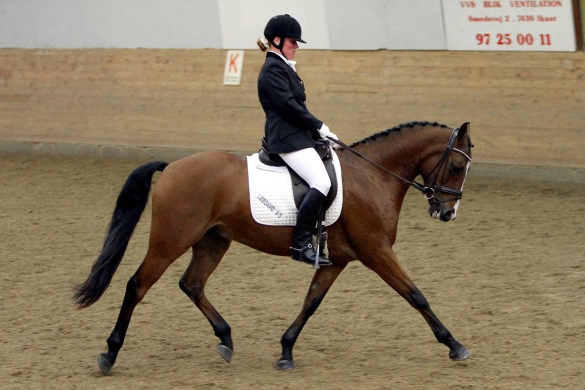 DSP Røgild's Chico - årets DSP hingsteføl i 2006 billede 6