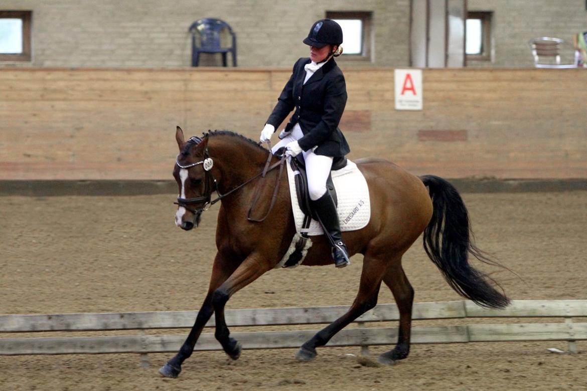 DSP Røgild's Chico - årets DSP hingsteføl i 2006 billede 7