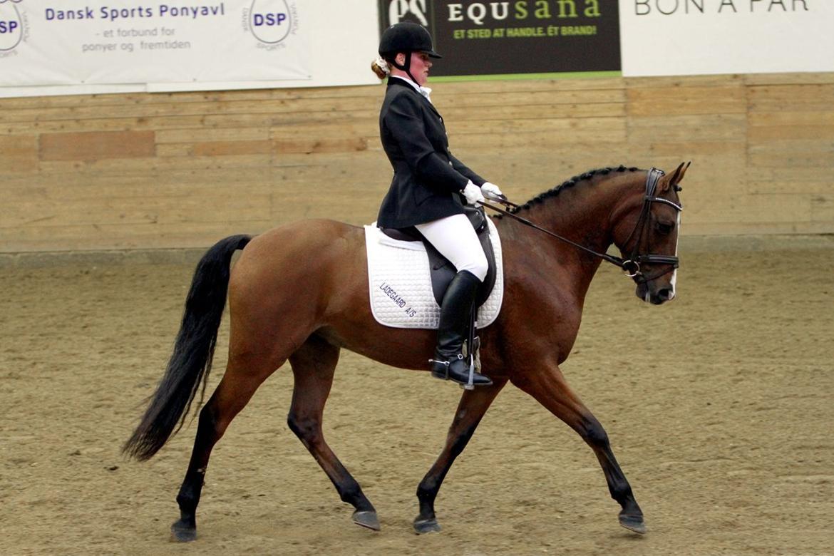 DSP Røgild's Chico - årets DSP hingsteføl i 2006 billede 8