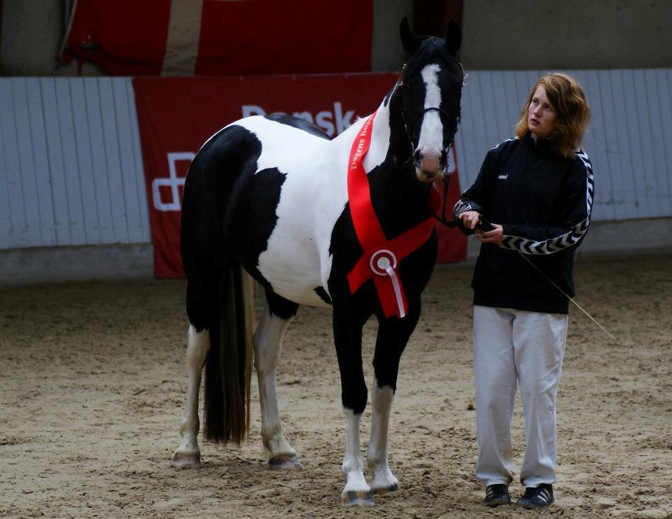 Barockpinto Jimbalaya af Bjørholm - 15/9-12. Fået overrakt bånd for Bedste Barok Pinto Hoppe 2012 billede 1