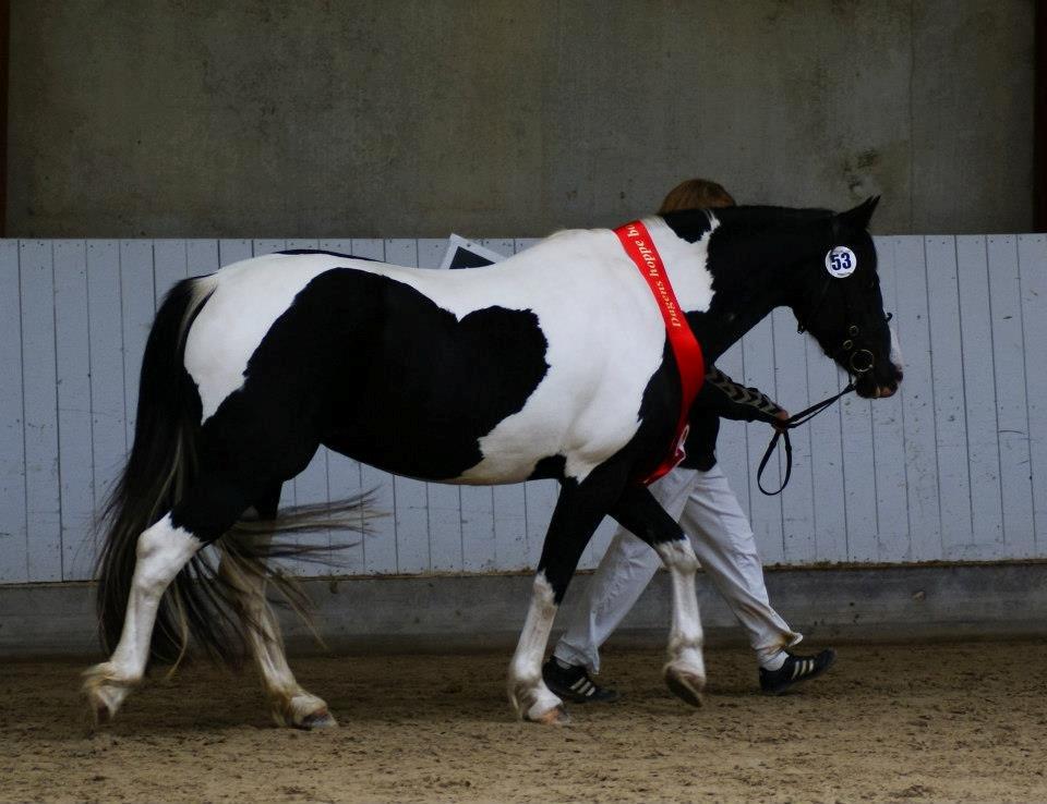 Barockpinto Jimbalaya af Bjørholm - 15/9-12. Æresrunde som Bedste Barok Pinto Hoppe 2012 billede 20