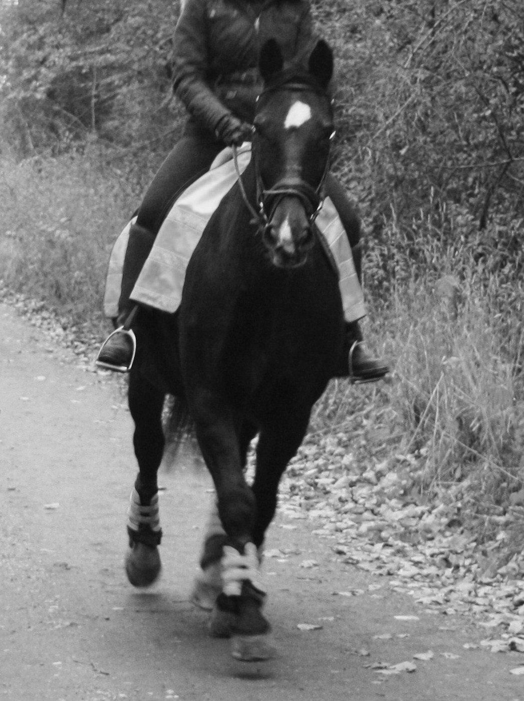 Oldenborg Emma (Dot) Hestbækgård - +*.Hvert øjeblik med  dig ,er drøm der burde vare ved.*+<3 billede 26