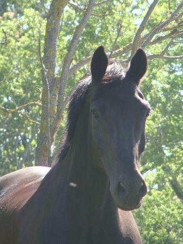 Dansk Varmblod Grusgård's EL Diablo billede 10