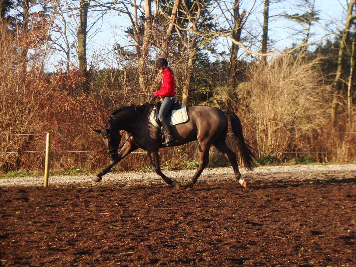 Dansk Varmblod Grusgård's EL Diablo billede 12