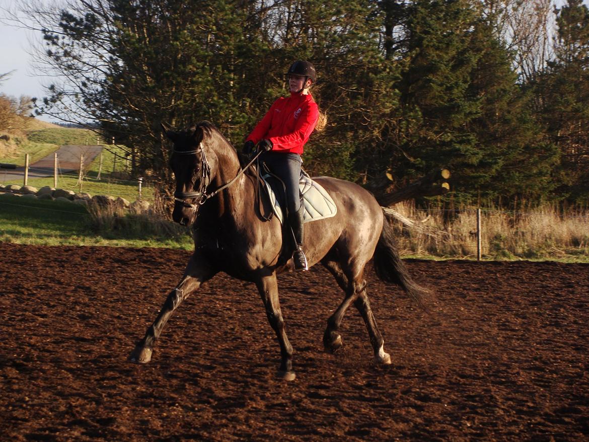 Dansk Varmblod Grusgård's EL Diablo billede 13