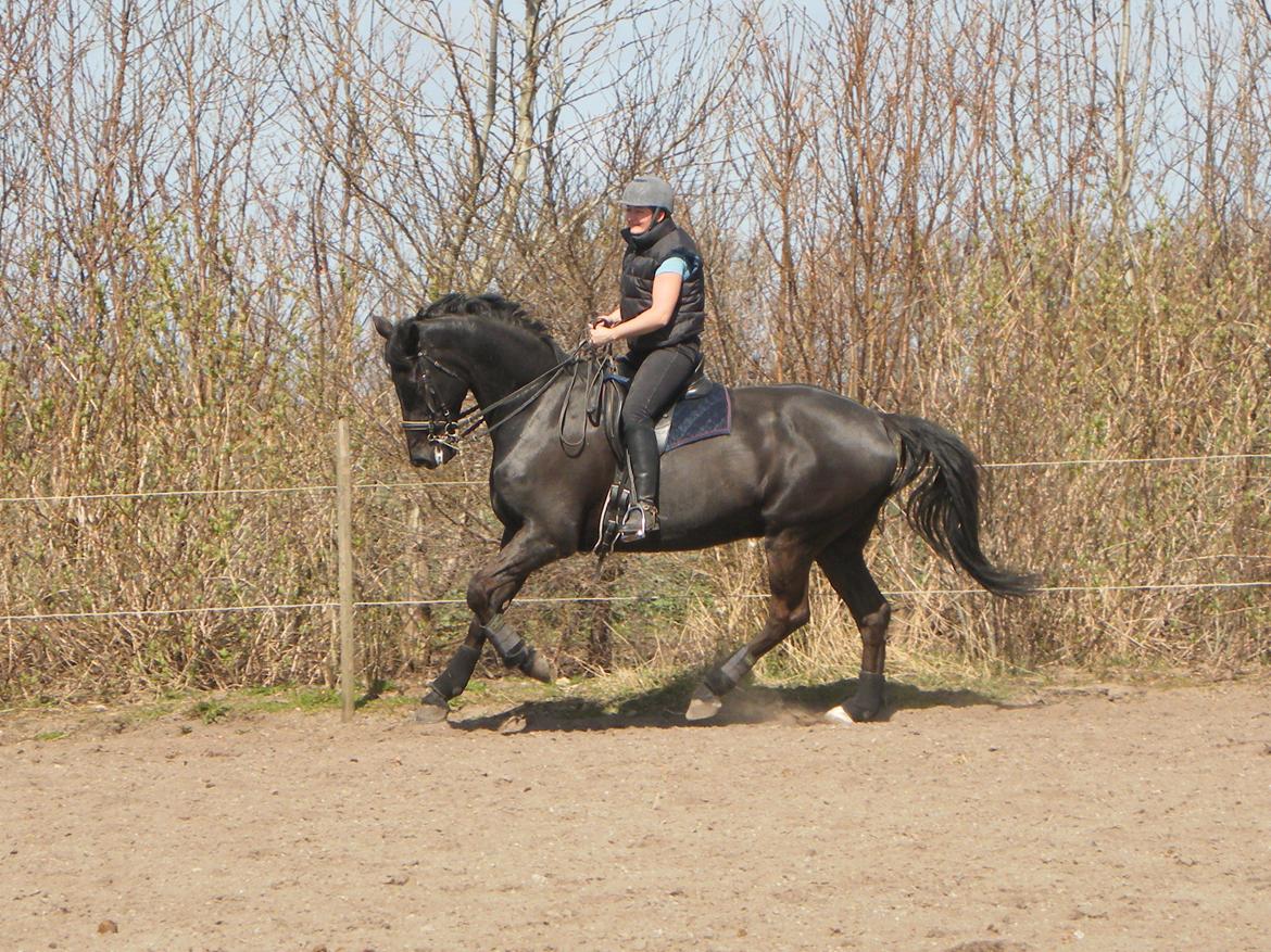 Dansk Varmblod Grusgård's EL Diablo billede 14