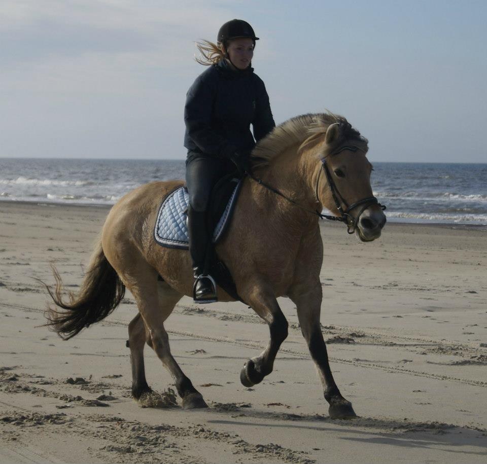 Fjordhest mølhøjs fenja billede 18