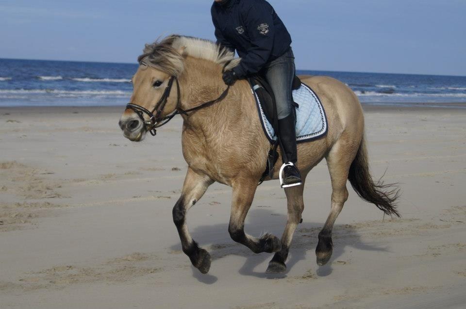 Fjordhest mølhøjs fenja billede 19