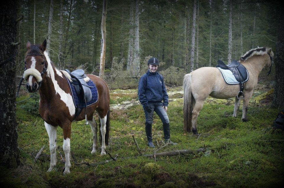Fjordhest mølhøjs fenja - på tur med Annesofie og Tonto!<3 billede 20