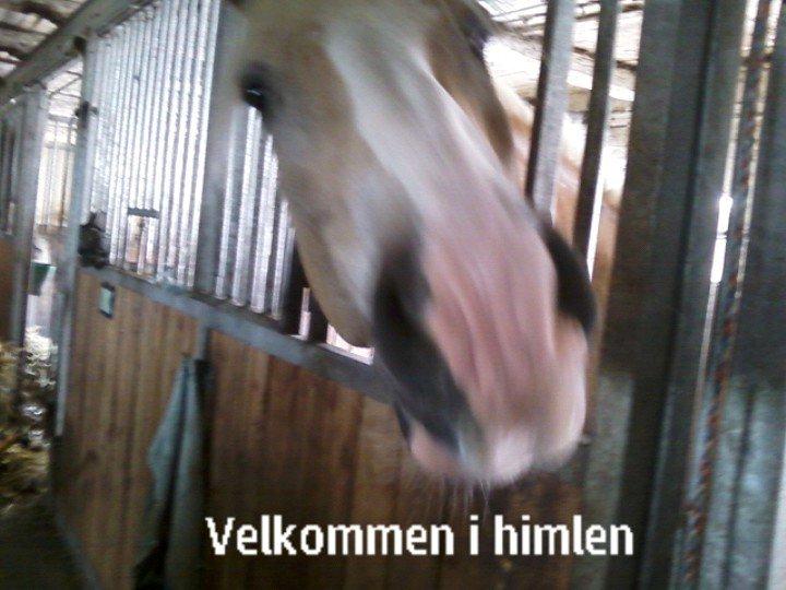 Tyroler Haflinger Asser † 30/5-11 † - velkommen til himlen, håber de tager godt imod dig! <3 billede 1