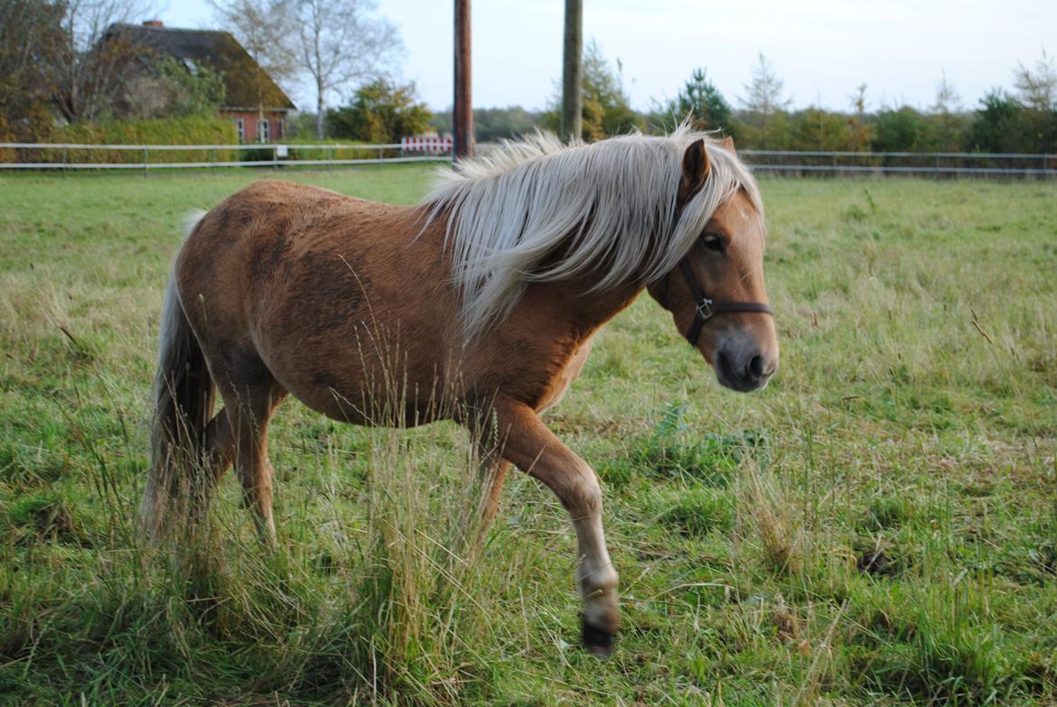 Anden særlig race Sacho billede 7