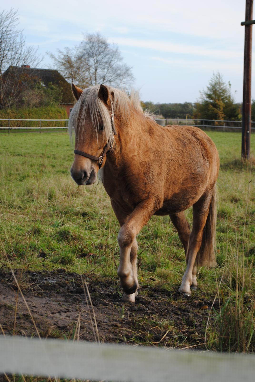 Anden særlig race Sacho billede 6