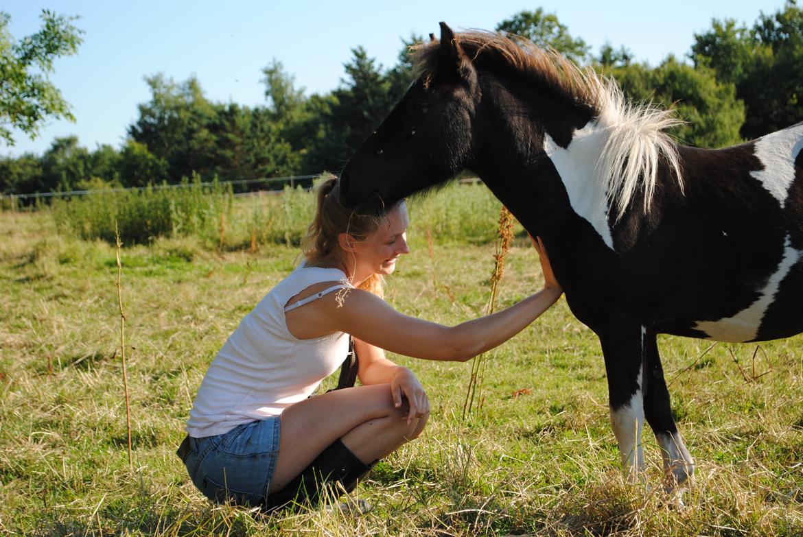 Shetlænder Celine - Sommerhygge 2012 billede 6