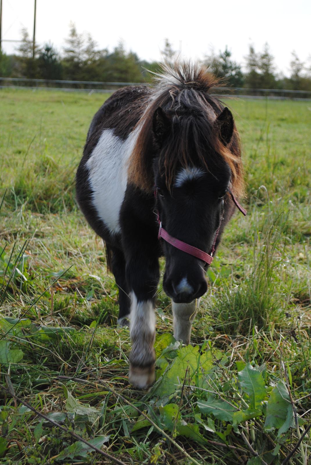 Shetlænder Celine - En lille, rund Celine :) Oktober 2012 billede 5