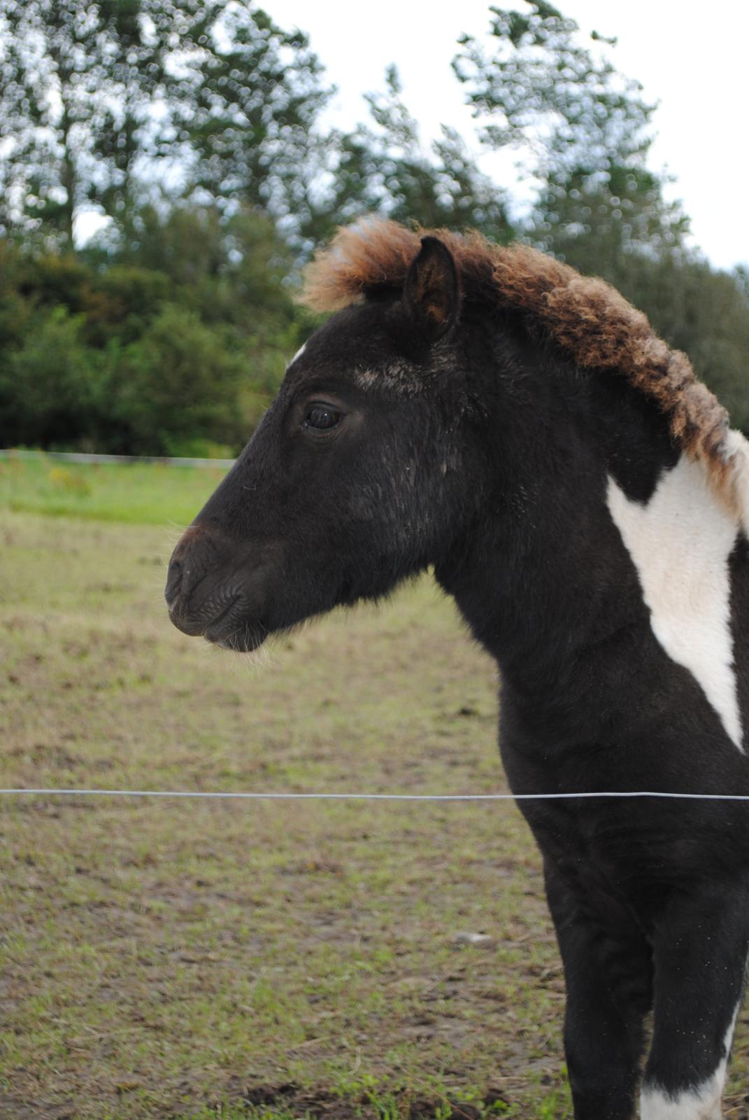 Shetlænder Celine billede 7