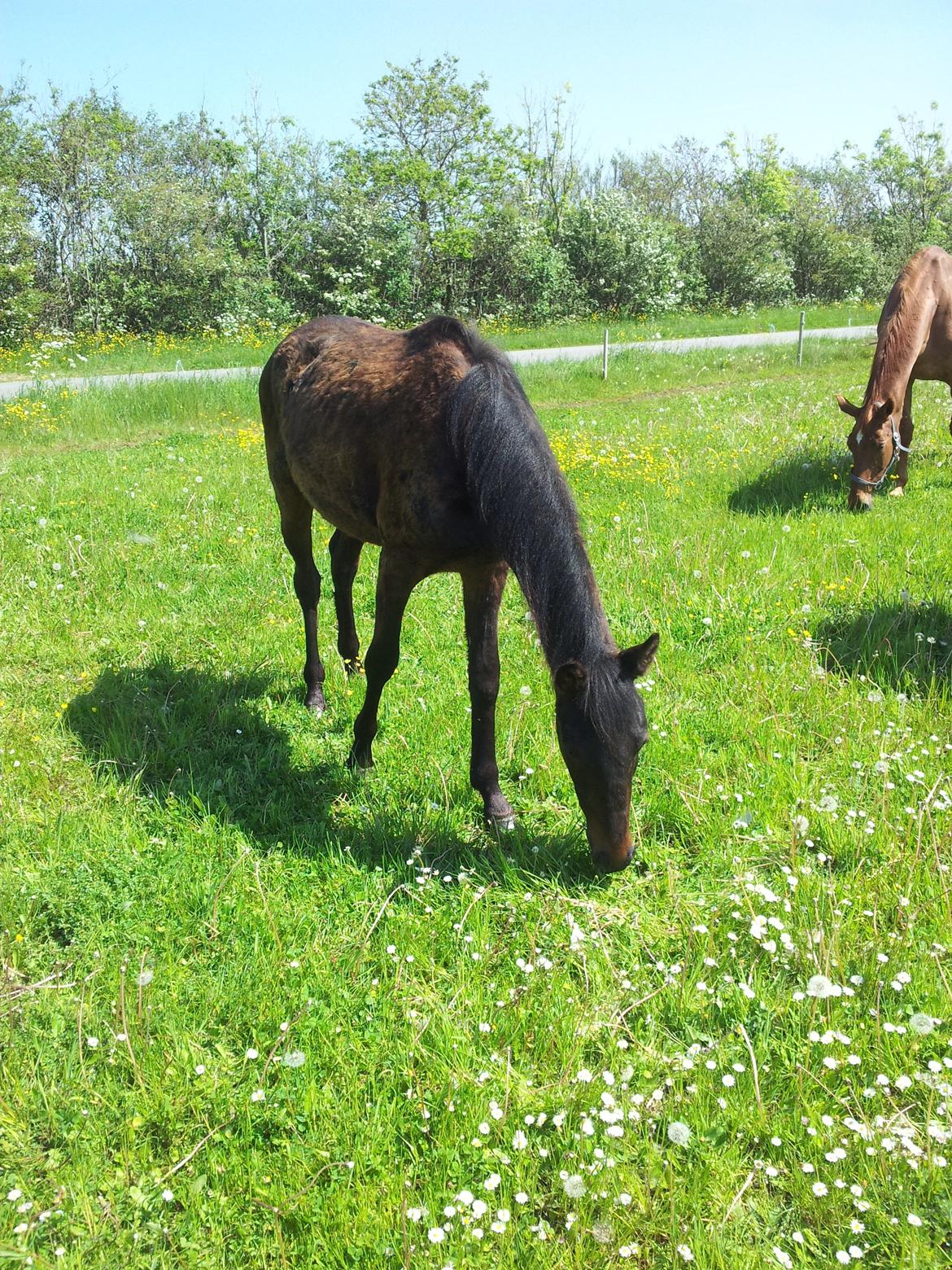 Anden særlig race Diablo billede 5