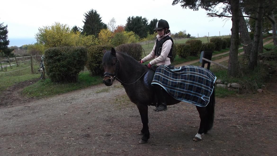 Welsh Mountain (sec A) Mr. Jones - "Se lige hvor smuk, jeg er!" billede 11