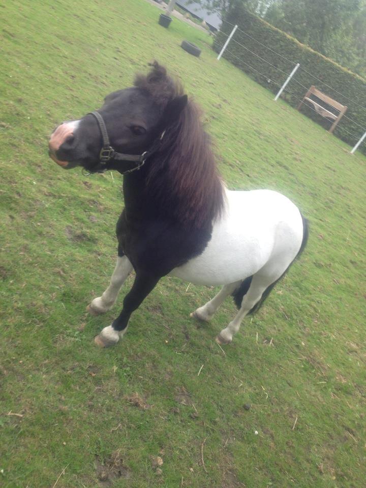 Shetlænder Prondus billede 6