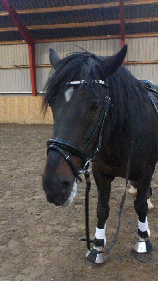 Hollandsk Varmblod Moller - Moller-drengen med sin nye trense, gamacher og klokker:-) <3
  billede 1