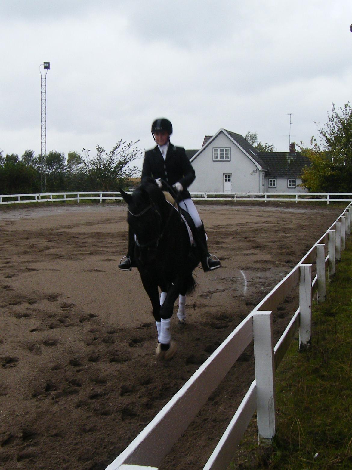 Dansk Varmblod Day-Lights Sniper billede 1