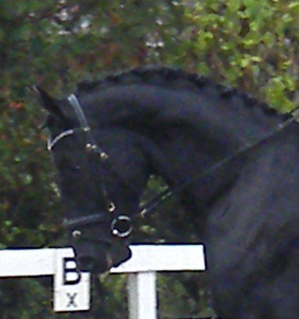 Dansk Varmblod Day-Lights Sniper billede 2