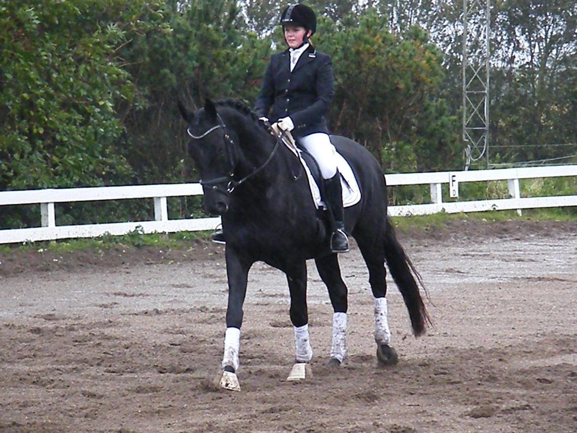 Dansk Varmblod Day-Lights Sniper billede 3