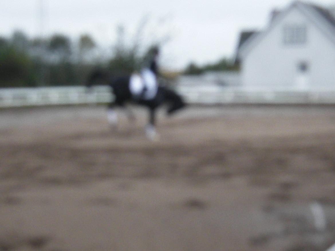 Dansk Varmblod Day-Lights Sniper billede 4