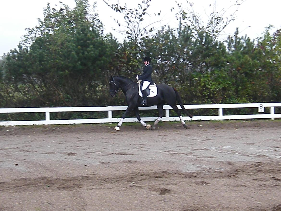 Dansk Varmblod Day-Lights Sniper billede 5