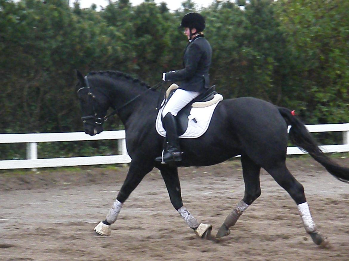 Dansk Varmblod Day-Lights Sniper billede 6