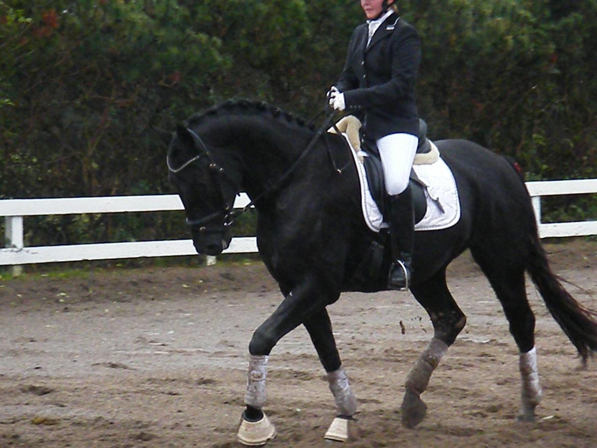 Dansk Varmblod Day-Lights Sniper billede 7