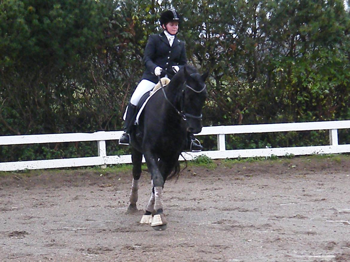 Dansk Varmblod Day-Lights Sniper billede 8