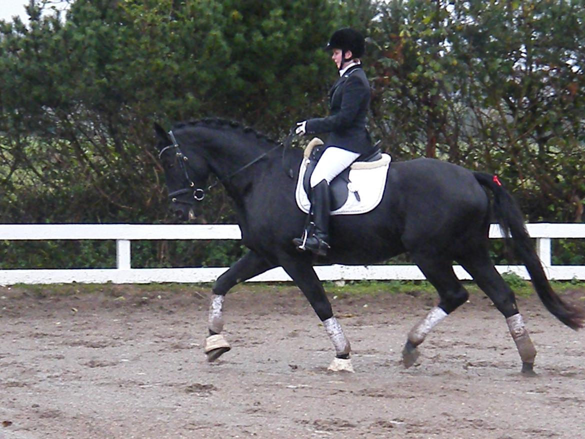 Dansk Varmblod Day-Lights Sniper billede 9