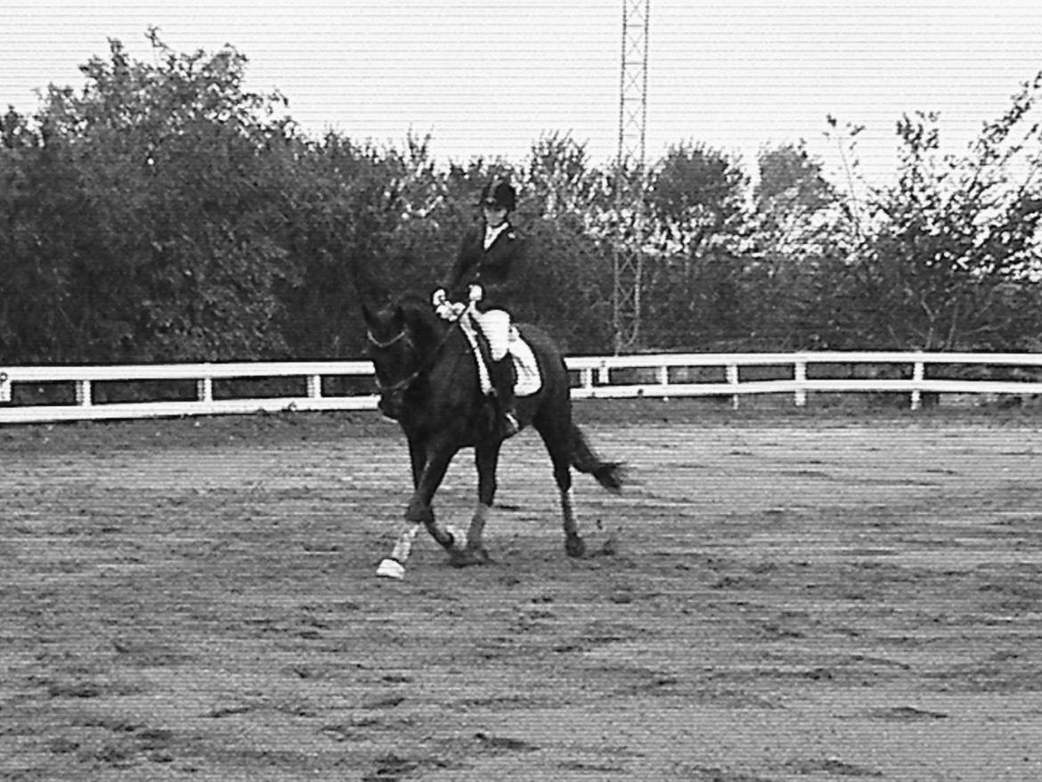 Dansk Varmblod Day-Lights Sniper billede 10