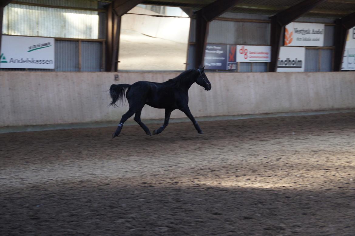 Traver King Of Glory billede 1