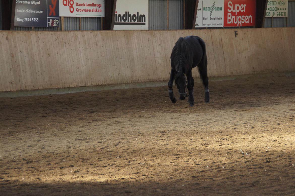 Traver King Of Glory billede 3