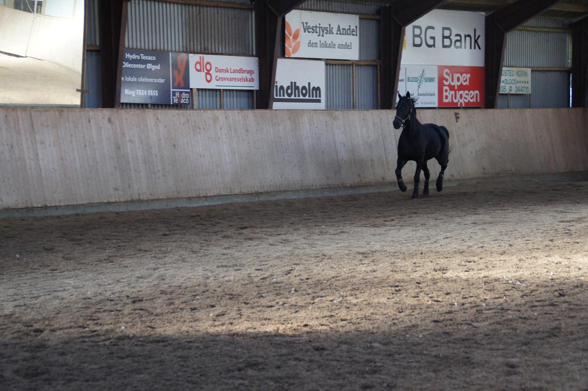 Traver King Of Glory billede 5