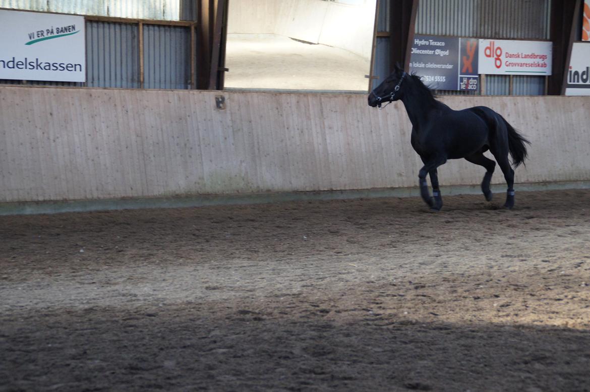 Traver King Of Glory billede 6