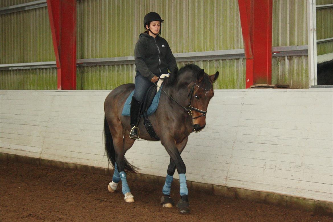 Dansk Varmblod Teglgårdens Rafaella billede 14