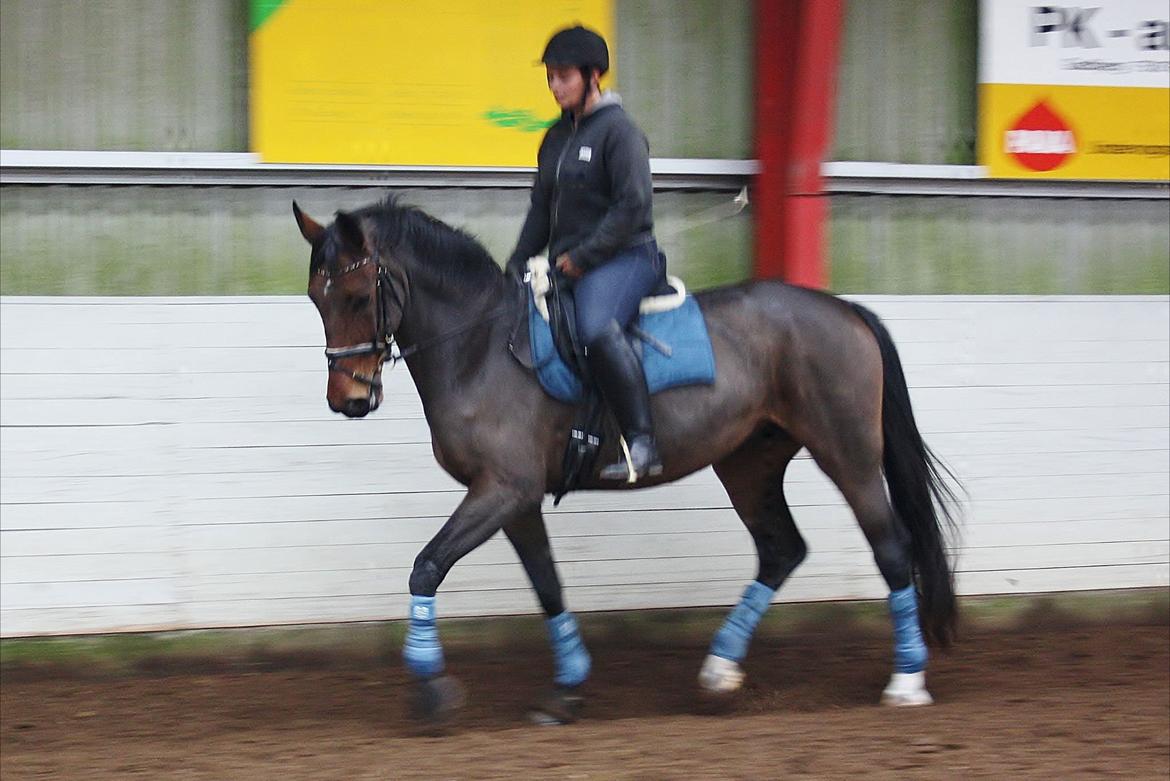 Dansk Varmblod Teglgårdens Rafaella billede 3