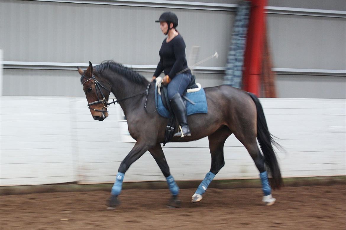 Dansk Varmblod Teglgårdens Rafaella billede 6