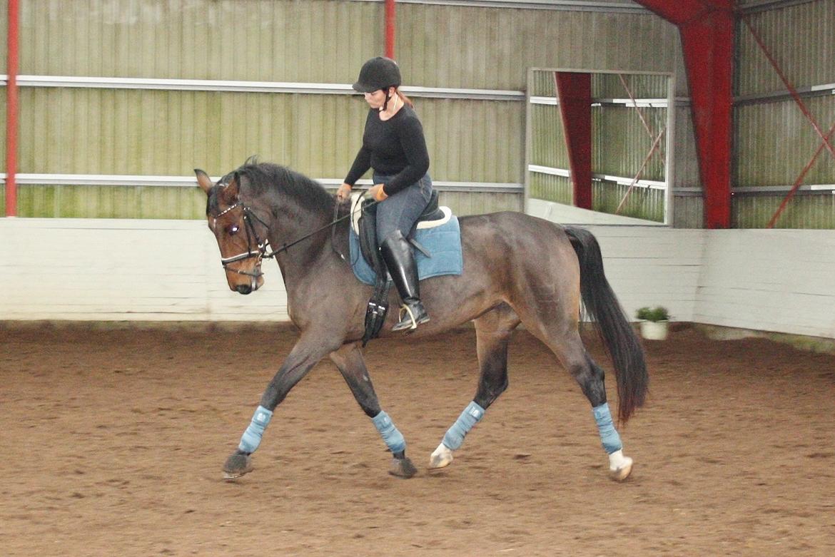 Dansk Varmblod Teglgårdens Rafaella billede 10