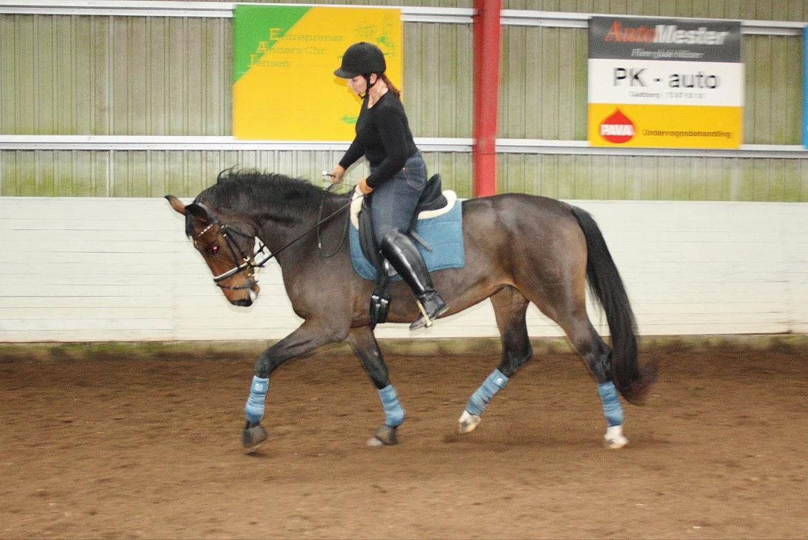 Dansk Varmblod Teglgårdens Rafaella billede 15