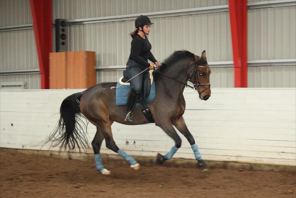 Dansk Varmblod Teglgårdens Rafaella billede 16