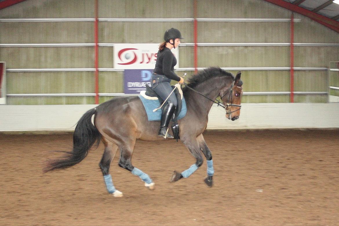 Dansk Varmblod Teglgårdens Rafaella billede 17