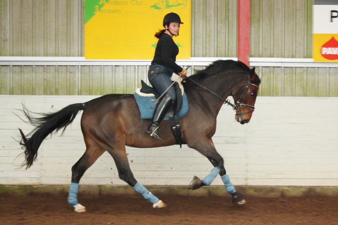 Dansk Varmblod Teglgårdens Rafaella billede 1