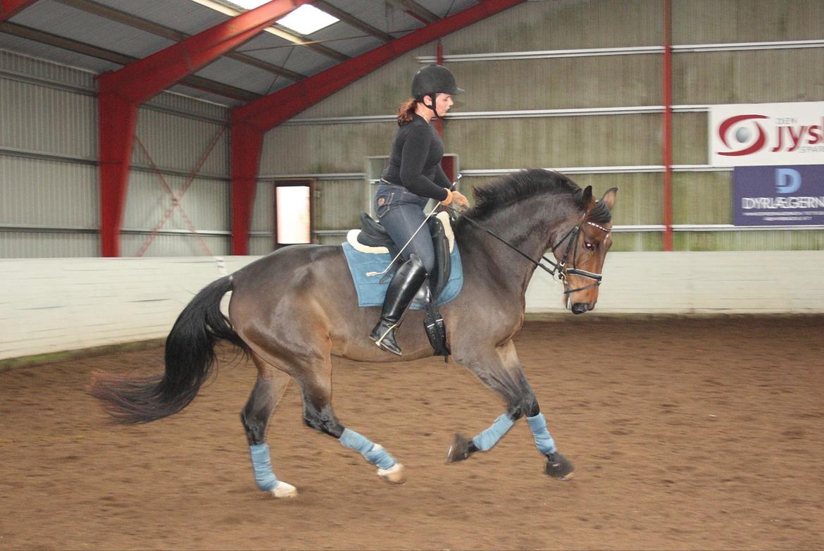 Dansk Varmblod Teglgårdens Rafaella billede 18