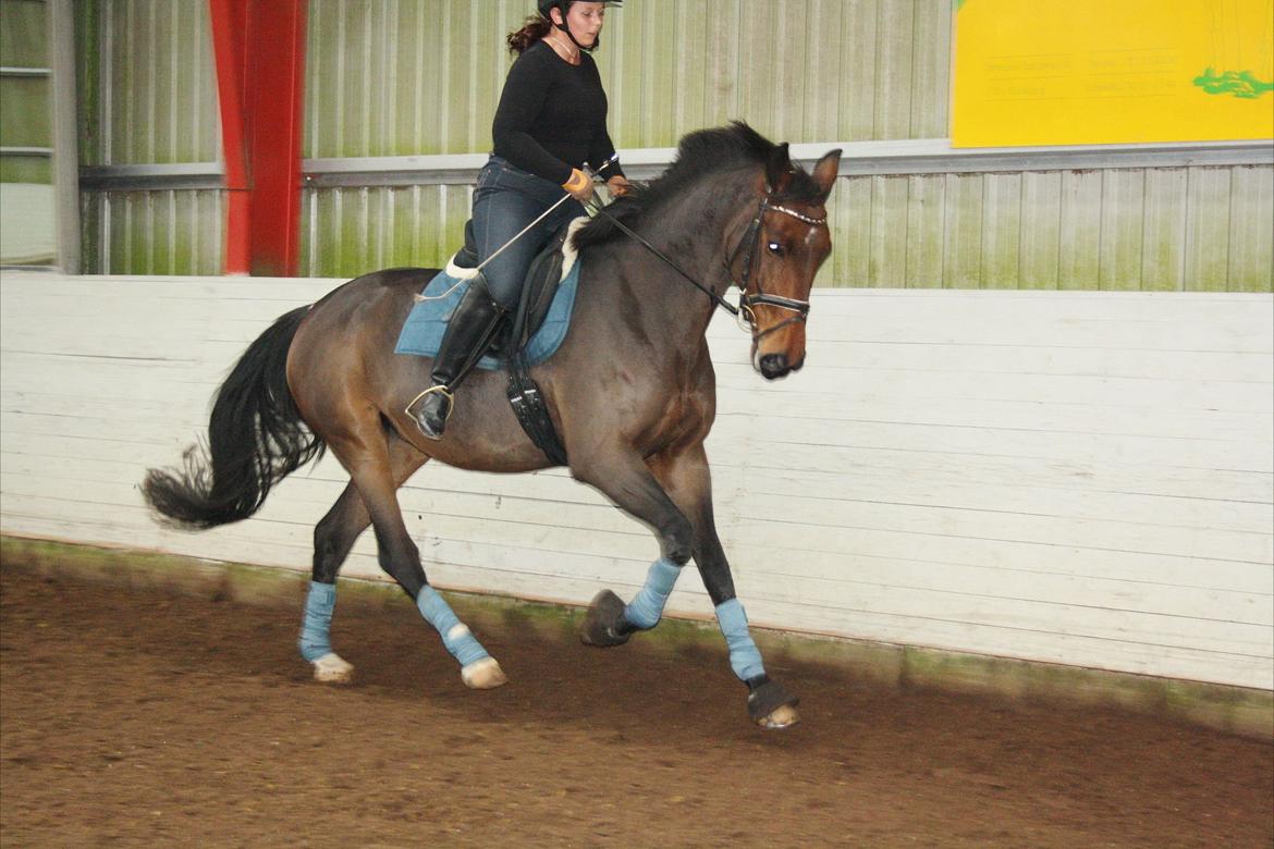 Dansk Varmblod Teglgårdens Rafaella billede 19
