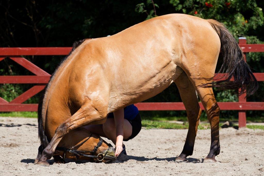 Anden særlig race Zippo - lidt cirkus hest er der også i hende..;) billede 20