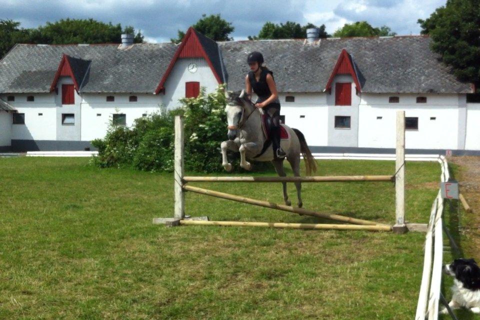 Anden særlig race Stald Nino´s O´malley (Malle) billede 6