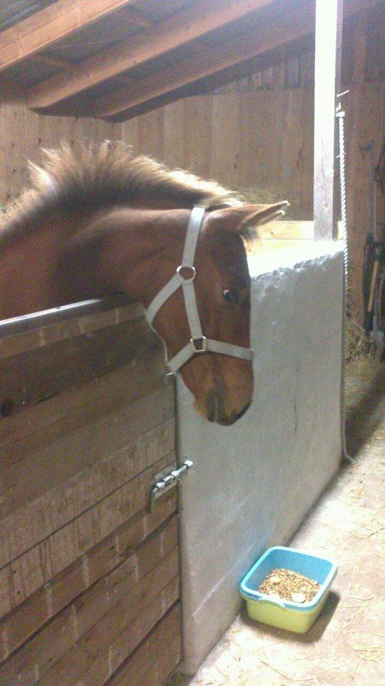 Anden særlig race Royal z`s Fighter billede 11